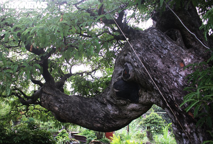 Vì sao ‘cụ me’ dáng thác đổ mây bay ở TP.HCM mãi ế dù nhiều năm không tăng giá? - 6