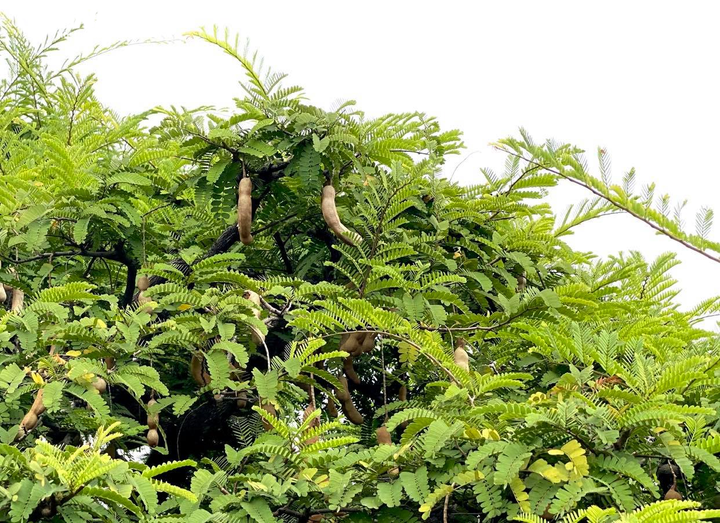 Vì sao ‘cụ me’ dáng thác đổ mây bay ở TP.HCM mãi ế dù nhiều năm không tăng giá? - 7