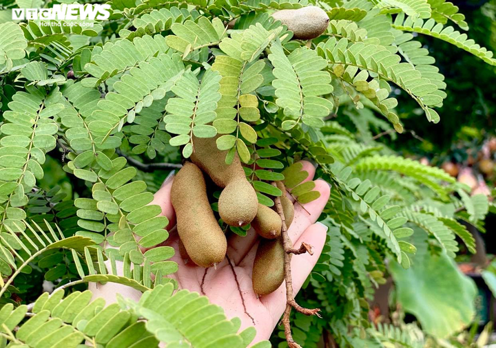 Vì sao ‘cụ me’ dáng thác đổ mây bay ở TP.HCM mãi ế dù nhiều năm không tăng giá? - 8