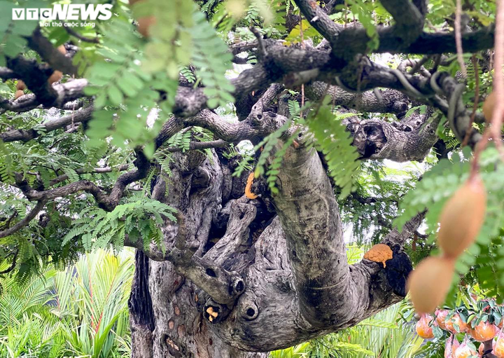 Vì sao ‘cụ me’ dáng thác đổ mây bay ở TP.HCM mãi ế dù nhiều năm không tăng giá? - 5