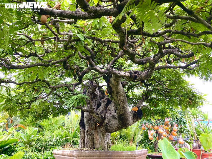 Vì sao ‘cụ me’ dáng thác đổ mây bay ở TP.HCM mãi ế dù nhiều năm không tăng giá? - 3