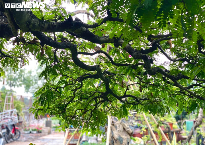 Vì sao ‘cụ me’ dáng thác đổ mây bay ở TP.HCM mãi ế dù nhiều năm không tăng giá? - 4