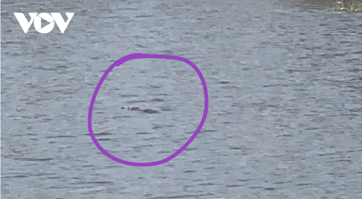 Phát hiện 2 con cá sấu bơi trong hồ nước ngay khu dân cư, nghi sổng chuồng - 1