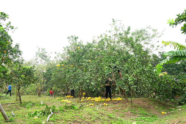 Thủ phủ bưởi Diễn bội thu những ngày giáp Tết Nguyên đán - 1