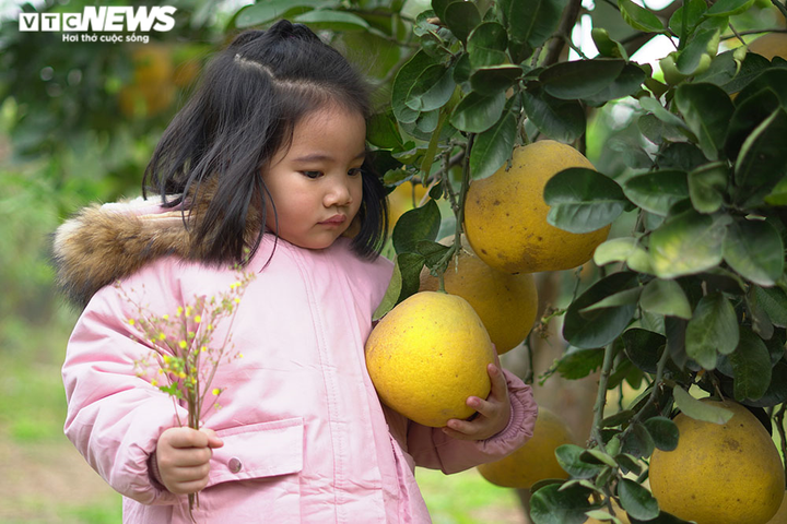 Thủ phủ bưởi Diễn bội thu những ngày giáp Tết Nguyên đán - 10