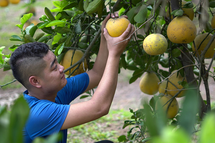 Thủ phủ bưởi Diễn bội thu những ngày giáp Tết Nguyên đán - 2