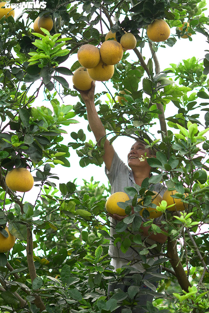 Thủ phủ bưởi Diễn bội thu những ngày giáp Tết Nguyên đán - 3