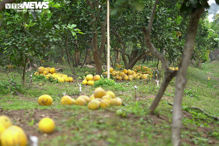 Thủ phủ bưởi Diễn bội thu những ngày giáp Tết Nguyên đán - 6