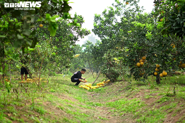 Thủ phủ bưởi Diễn bội thu những ngày giáp Tết Nguyên đán - 5