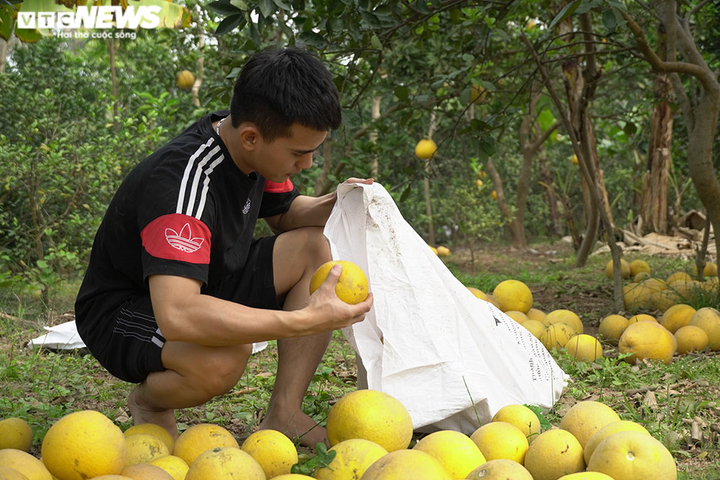 Thủ phủ bưởi Diễn bội thu những ngày giáp Tết Nguyên đán - 7