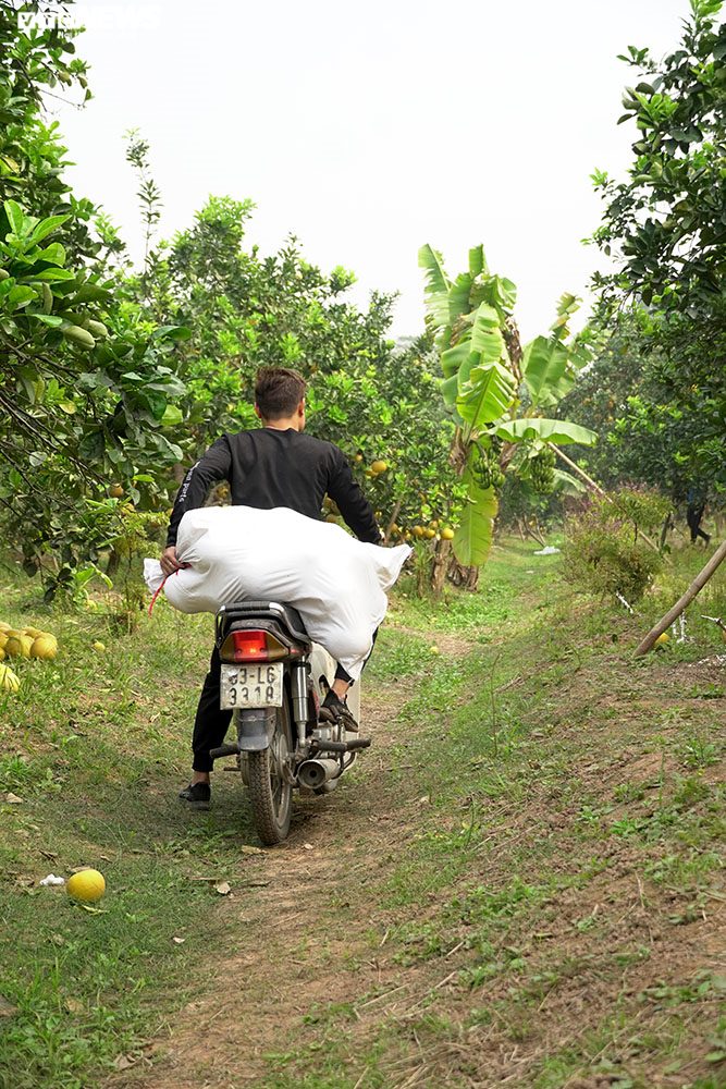 Thủ phủ bưởi Diễn bội thu những ngày giáp Tết Nguyên đán - 8