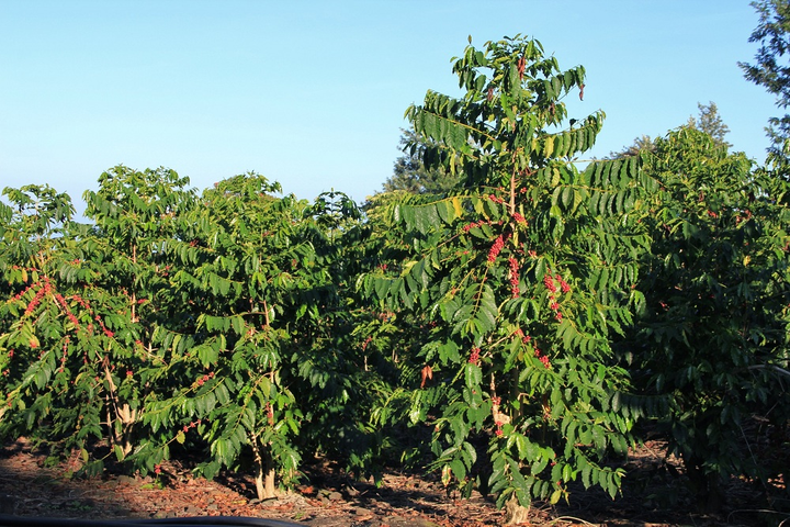 Phân bón Phú Mỹ ra mắt sản phẩm mới Đạm Phú Mỹ + KeBo - 1