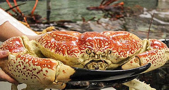 Đi máy bay về Việt Nam, đặc sản ngoại đắt cỡ nào dịp Tết? - 1