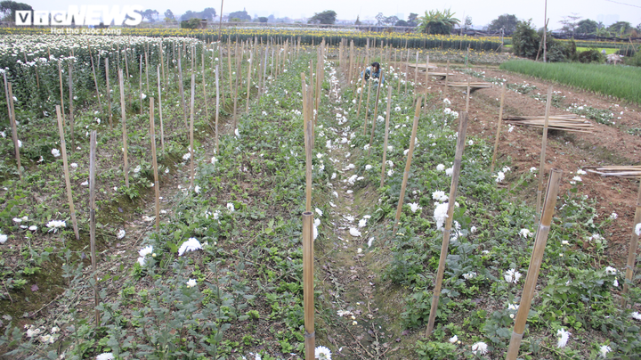 Làng hoa Tây Tựu vắng chưa từng thấy ngày giáp Tết, khách thưa thớt - 5