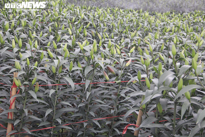 Làng hoa Tây Tựu vắng chưa từng thấy ngày giáp Tết, khách thưa thớt - 14