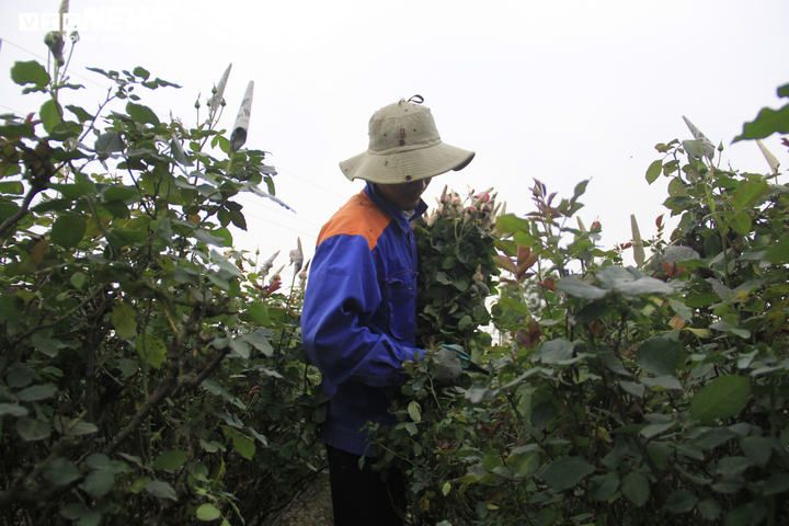 Làng hoa Tây Tựu vắng chưa từng thấy ngày giáp Tết, khách thưa thớt - 10