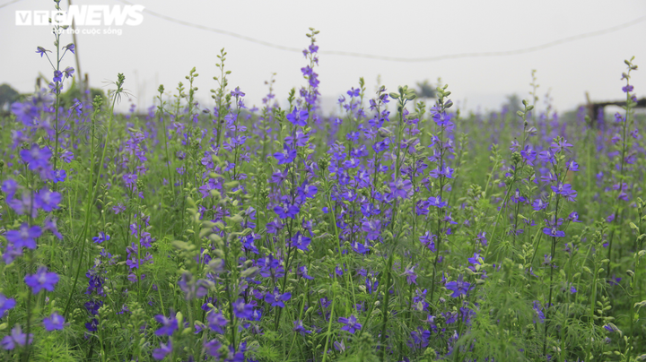 Làng hoa Tây Tựu vắng chưa từng thấy ngày giáp Tết, khách thưa thớt - 13