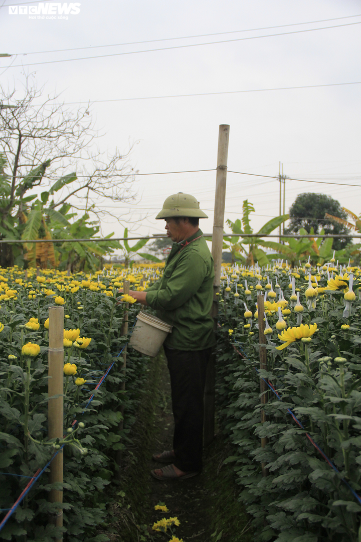 Làng hoa Tây Tựu vắng chưa từng thấy ngày giáp Tết, khách thưa thớt - 4