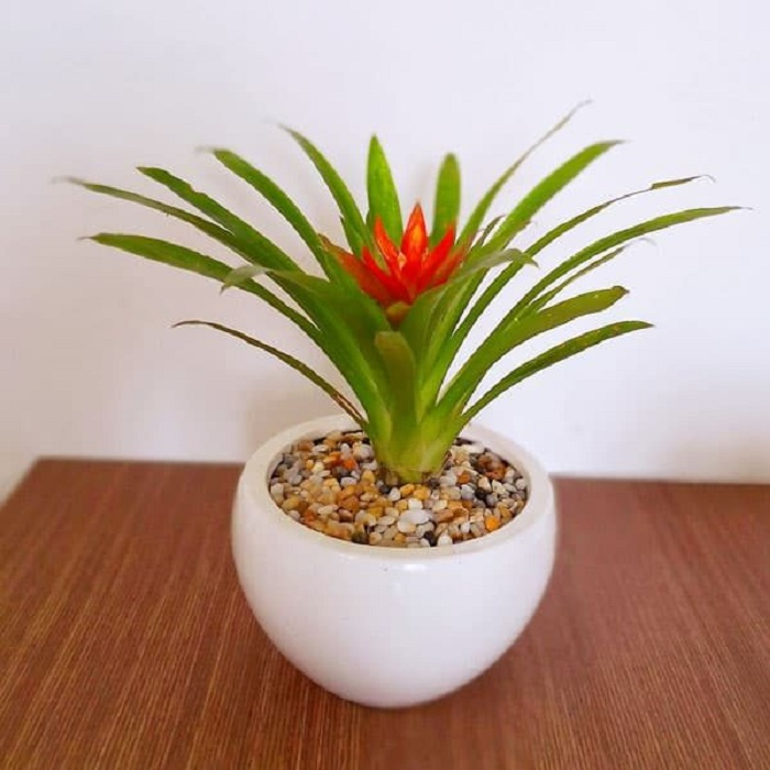 Trang trí nhà chuẩn phong thủy cho người tuổi Sửu - 3