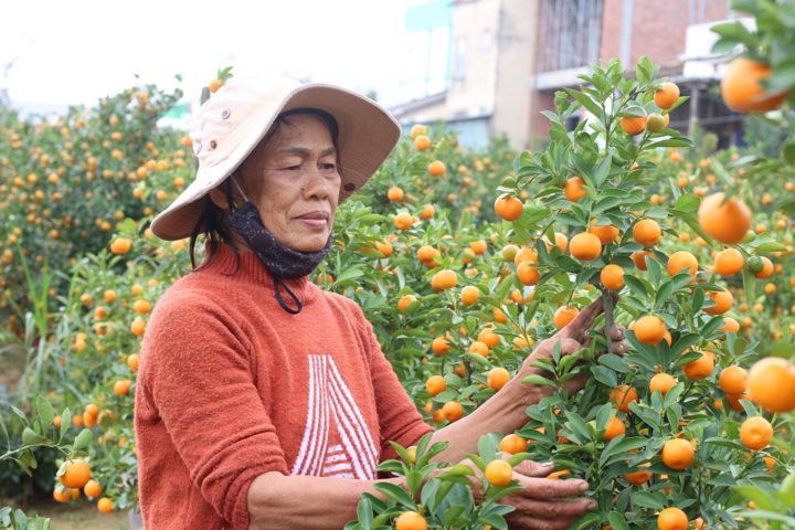 Tết cận kề, nông dân thủ phủ quất cảnh miền Trung ‘khóc ròng’ chờ thương lái - 1