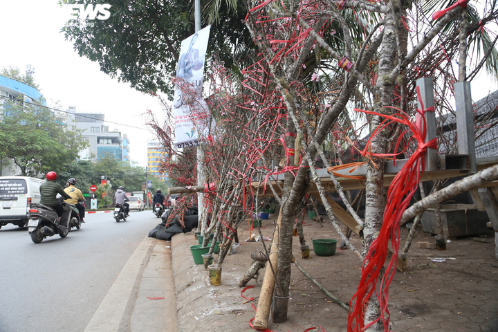 COVID-19 ập đến, tiểu thương bán đào Tết 'khóc ròng' lo mất Tết - 1