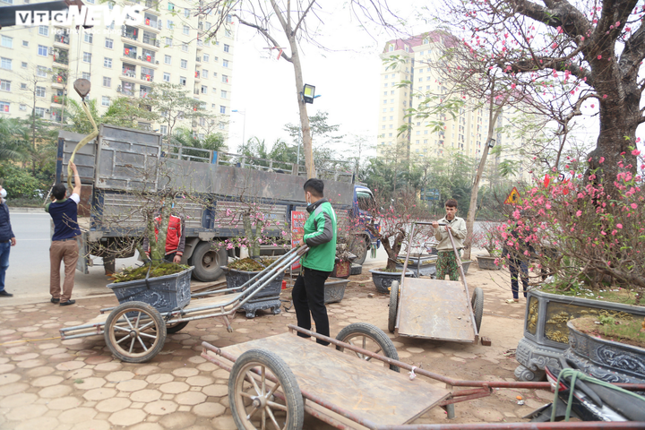 COVID-19 ập đến, tiểu thương bán đào Tết 'khóc ròng' lo mất Tết - 3