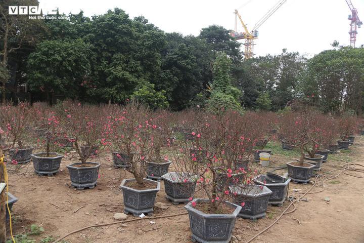 COVID-19 ập đến, tiểu thương bán đào Tết 'khóc ròng' lo mất Tết - 4