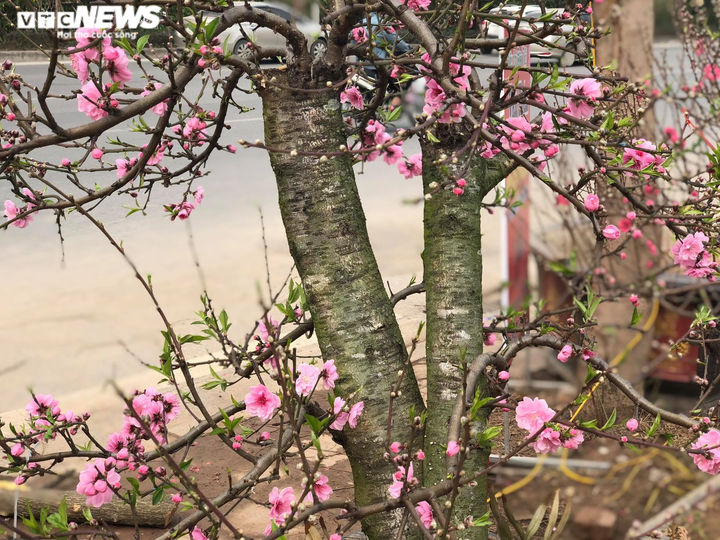 Chạy đua với COVID-19, chủ vườn Nhật Tân tranh thủ 'xả' đào Tết - 10