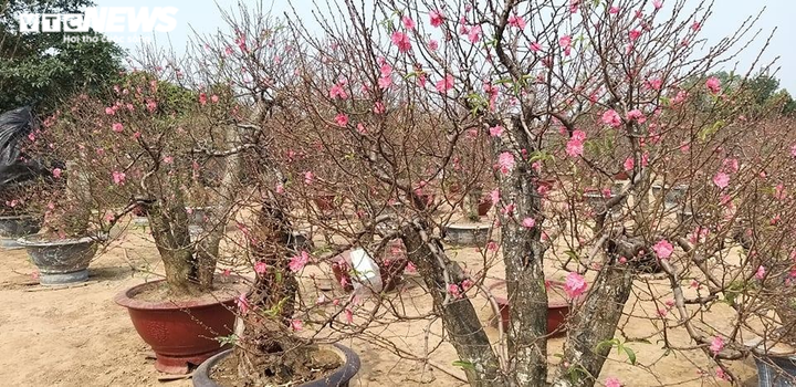 Chạy đua với COVID-19, chủ vườn Nhật Tân tranh thủ 'xả' đào Tết - 13