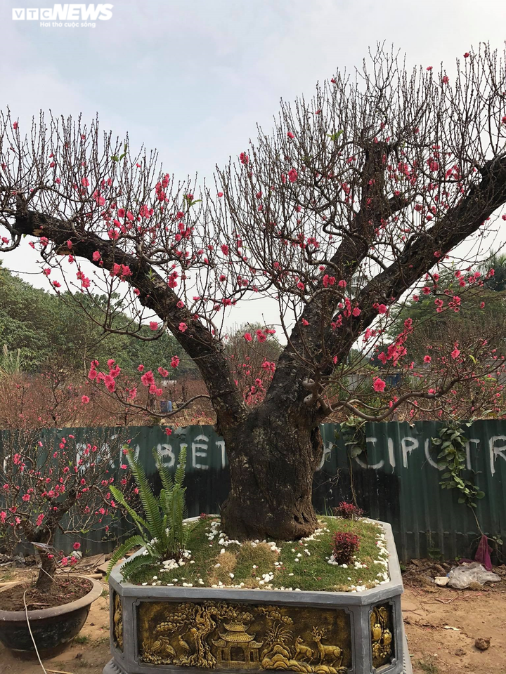 Chạy đua với COVID-19, chủ vườn Nhật Tân tranh thủ 'xả' đào Tết - 3