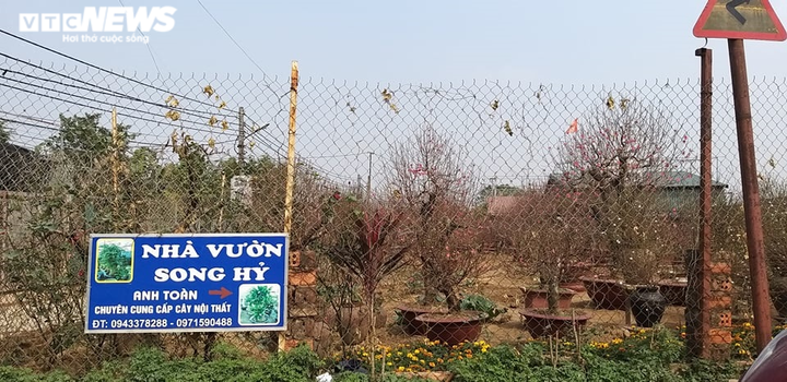 Chạy đua với COVID-19, chủ vườn Nhật Tân tranh thủ 'xả' đào Tết - 6