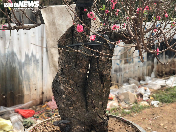 Chạy đua với COVID-19, chủ vườn Nhật Tân tranh thủ 'xả' đào Tết - 4