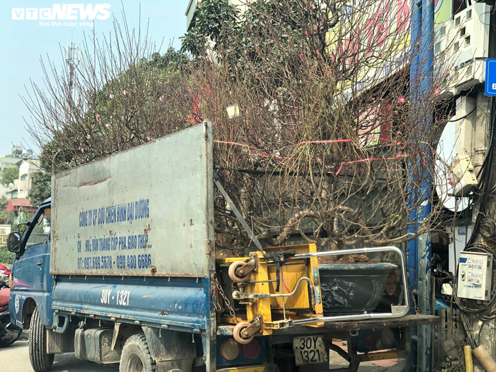 Chạy đua với COVID-19, chủ vườn Nhật Tân tranh thủ 'xả' đào Tết - 9