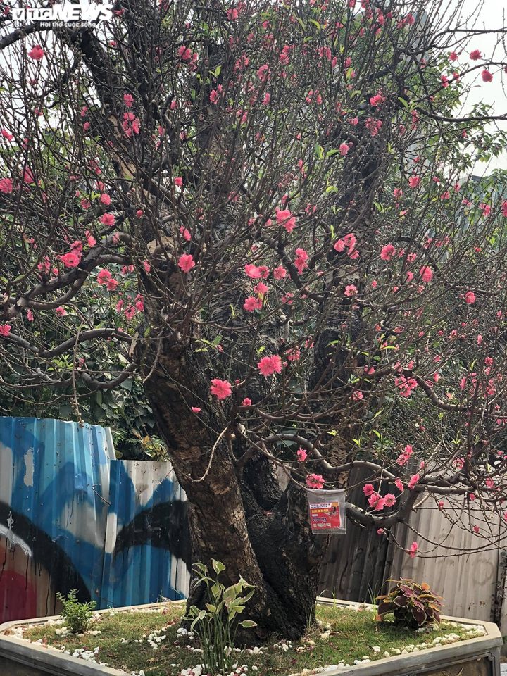 Chạy đua với COVID-19, chủ vườn Nhật Tân tranh thủ 'xả' đào Tết - 5