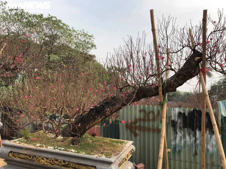 Chạy đua với COVID-19, chủ vườn Nhật Tân tranh thủ 'xả' đào Tết - 7