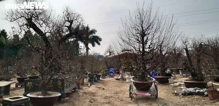 Chạy đua với COVID-19, chủ vườn Nhật Tân tranh thủ 'xả' đào Tết - 12