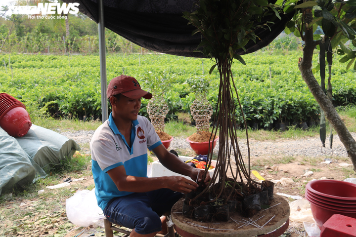 Ngắm những cặp 'lộc bình mai vàng' tiền triệu của anh nông dân miền Tây - 4