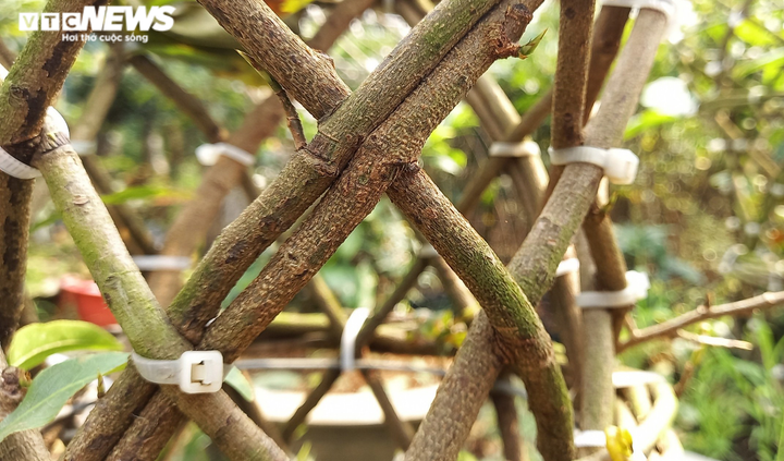 Ngắm những cặp 'lộc bình mai vàng' tiền triệu của anh nông dân miền Tây - 6