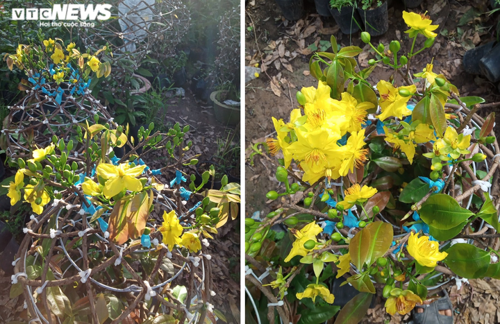 Ngắm những cặp 'lộc bình mai vàng' tiền triệu của anh nông dân miền Tây - 7