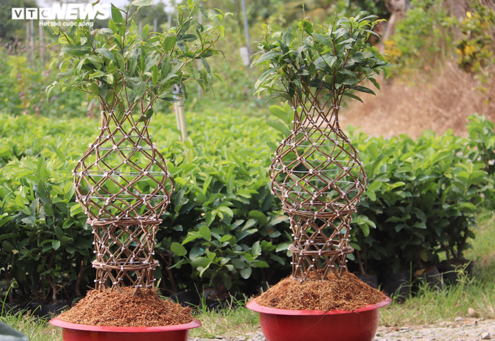 Ngắm những cặp 'lộc bình mai vàng' tiền triệu của anh nông dân miền Tây - 3