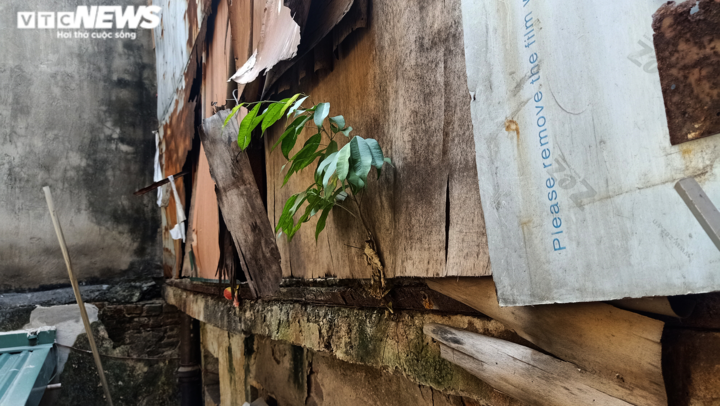 Tết của cặp vợ chồng già hơn 30 năm sống trên nóc nhà vệ sinh phố cổ Hà Nội - 8