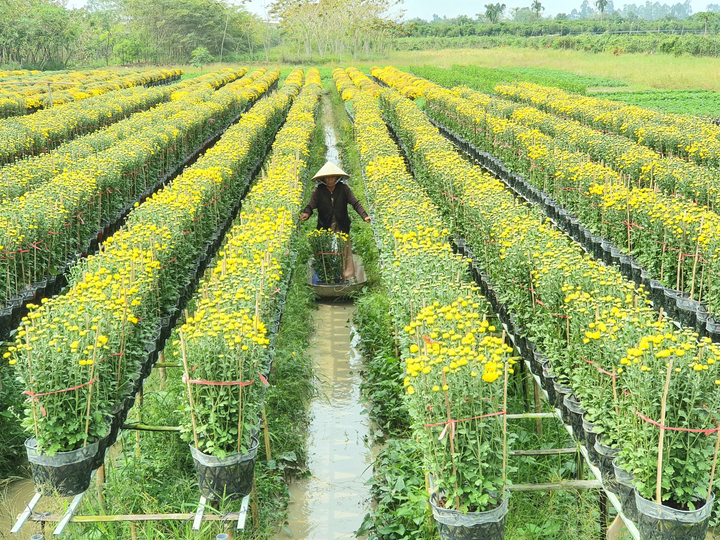 Thăng trầm làng hoa Sa Đéc: Từ làng hoa đến thành phố hoa - 2