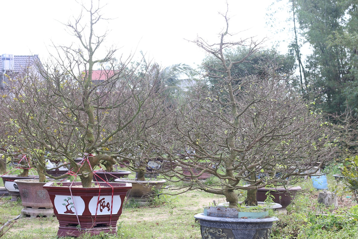 Vườn mai bạc tỷ của lão nông xứ Quảng - 4