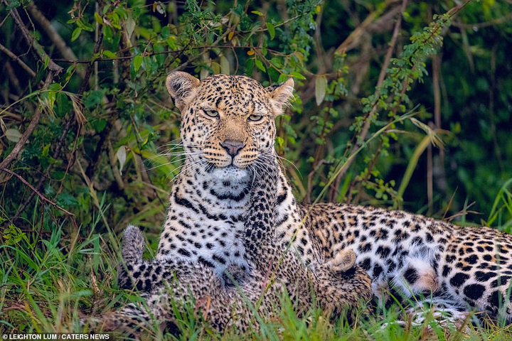 Bị cơn mưa như trút nước làm giật mình, báo con nũng nịu đánh thức mẹ - 3