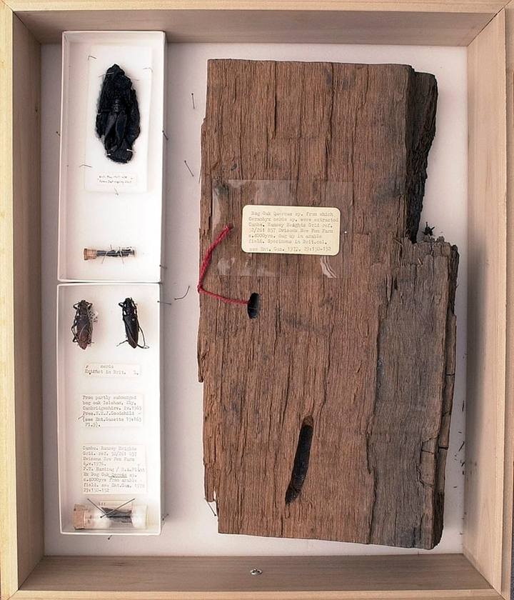 Phát hiện cặp bọ cánh cứng gần 4.000 năm tuổi trong khúc gỗ mục - 1