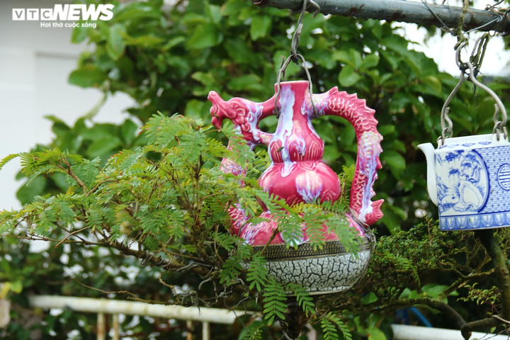 Chiêm ngưỡng vườn bonsai mọc ngược của 'dị nhân' xác lập kỷ lục Việt Nam - 4