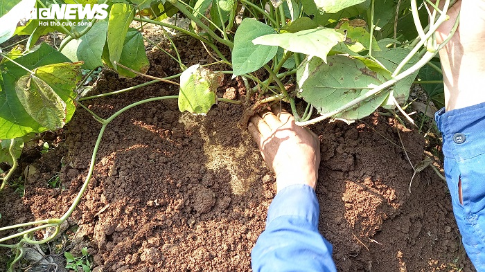 Độc đáo củ đậu 'siêu to khổng lồ' 15kg của lão nông Hải Dương - 2