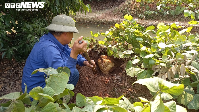 Độc đáo củ đậu 'siêu to khổng lồ' 15kg của lão nông Hải Dương - 9