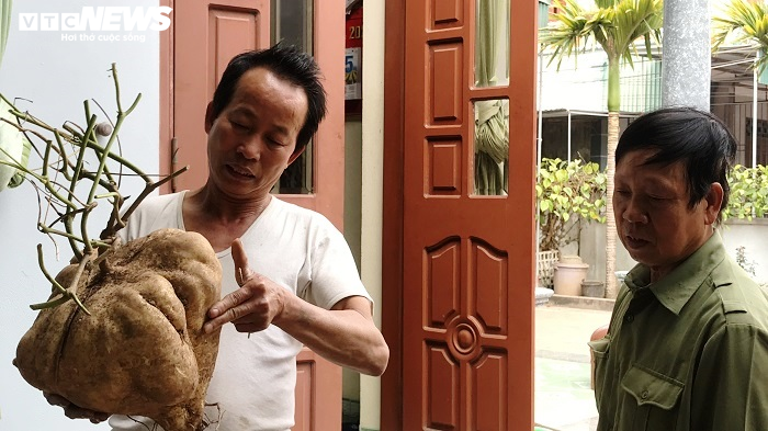 Độc đáo củ đậu 'siêu to khổng lồ' 15kg của lão nông Hải Dương - 6