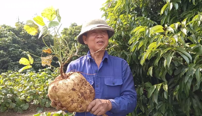 Độc đáo củ đậu 'siêu to khổng lồ' 15kg của lão nông Hải Dương - 4